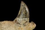 Fossil Sea Lion (Allodesmus) Lower Jaw Section - Bakersfield, CA #143892-3